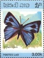 Bi-spot Royal (Pratapa ctesia)