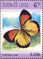 Yellow Orange Tip (Ixias pyrene)