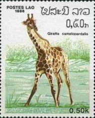 Giraffe (Giraffa camelopardalis)