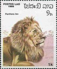 Lion (Panthera leo)