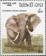 African Elephant (Loxodonta africana)