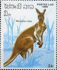 Red Kangaroo (Macropus rufus)
