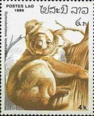 Koala (Phascolarctos cinereus)