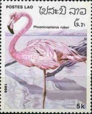 Caribbean Flamingo (Phoenicopterus ruber)