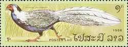 Silver Pheasant (Lophura nycthemera)