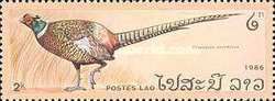 Common Pheasant (Phasianus colchicus)