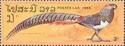 Lady Amherst's Pheasant (Chrysolophus amherstiae)