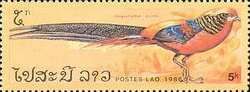 Golden Pheasant (Chrysolophus pictus)
