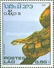 Corn Snake (Elaphe guttala)