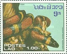 Mexican Milk Snake (Lampropeltis doliata annulata)