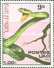 Parrot Snake (Thalerophis richardi)