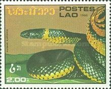 Pacific Ring-necked Snake (Diadophis amabilis)