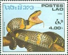 Mangrove Snake (Boiga dendrophila)