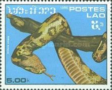 Indian Rock Python (Python molurus)