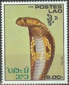 Indian Cobra (Naja naja)