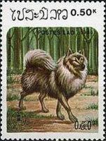 Keeshond (Canis lupus familiaris)