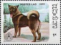 Elkhound (Canis lupus familiaris)