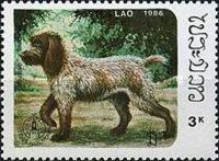 Pointing Griffon (Canis lupus familiaris)