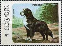 Sheepdog (Canis lupus familiaris)