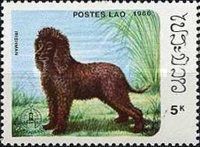 Irish Water Spaniel (Canis lupus familiaris)