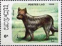 Briard