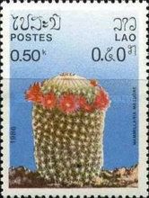 Mammillaria matudae