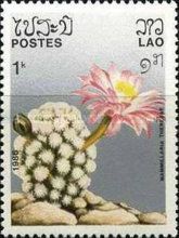 Mammillaria theresae