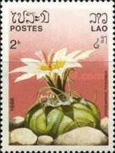 Ariocarpus trigonus