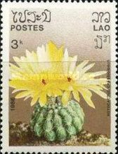 Notocactus crassigibbus