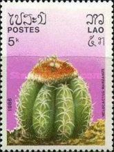 Melocactus manzanus