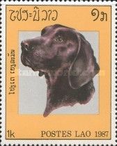 Labrador Retriever (Canis lupus familiaris)