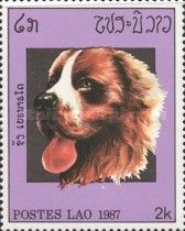 Saint Bernard Dog (Canis lupus familiaris)