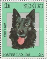 Belgian Tervuren (Shepherd) Dog (Canis lupus familiaris)