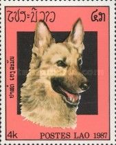 German Shepherd (Canis lupus familiaris)
