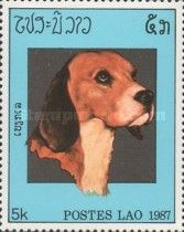 Beagle (Canis lupus familiaris)