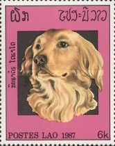 Golden retriever (Canis lupus familiaris)