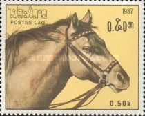 Horse (Equus ferus caballus)