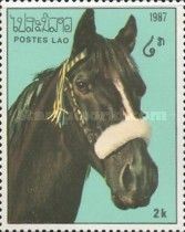 Black horse with sheepskin noseband