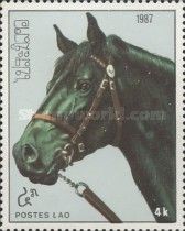 Black horse