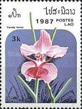 Vanda teres