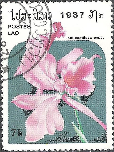 Laeliocattleya espc.