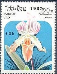 Paphiopedilum hibrid