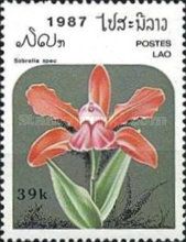 Sobralia spec.