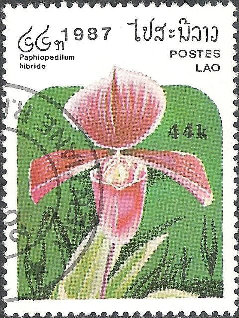 Paphiopedilum hybrid