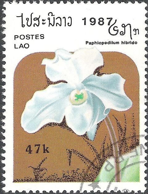 Paphiopedilum hybrid