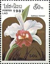 Cattleya trianaei