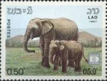 Asian Elephant (Elephas maximus)