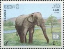 Asian Elephant (Elephas maximus)