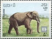 Asian Elephant (Elephas maximus)