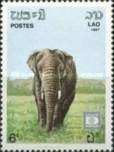 Asian Elephant (Elephas maximus)